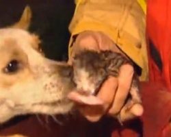 Four Kittens Are Trapped In A Fire, Family Dog Risks His Life To Save Them