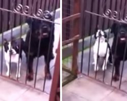 Dog Says ‘Hello’ Upon Being Greeted At The Gate