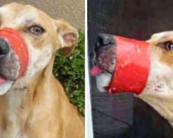 A Barbaric Monster Taped His Mouth Shut, But This Dog Managed To Find A Happy Ending