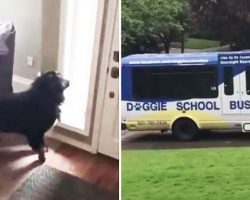 This studious pup is so excited the Doggie School Bus came to pick him up