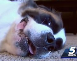 St. Bernard Who Refused To Stop Whining Saves Family’s Lives