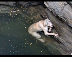 Drowning dog can’t swim any longer, now watch when she sees help arrive