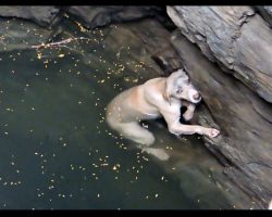 Drowning dog can’t swim any longer, now watch when she sees help arrive