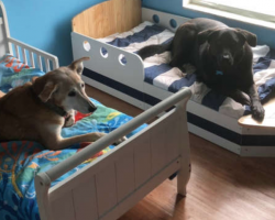 Each One Of Family’s 7 Rescue Dogs Has Its Very Own Toddler Bed