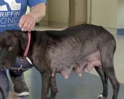 She was skin and bones after giving birth when her owner disposed her as trash