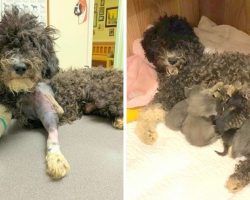 Poodle Who Lost Her Puppies Is Hit By Car, Feeds & Nurses Shelter Kittens To Cope