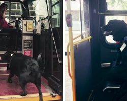 Dog Rides The Bus Every Day All By Herself To Go To The Park