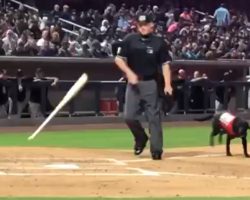 Ump Acts Out Rudely Toward The Bat Dog, And The Crowd Lets Him Hear It