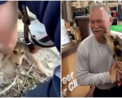 Firefighter pulls trapped pup to safety – decides he can’t live without him