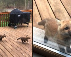 Fox Cubs Decide To Make Grandma’s Porch Their Own Personal Playground