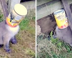 Terrified Fox Pup With Can Stuck Over His Head Screams For Someone To Help Him