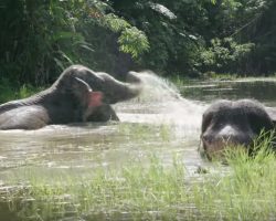 Two Freed Elephants Celebrate By Splashing Around In The Water For The First Time