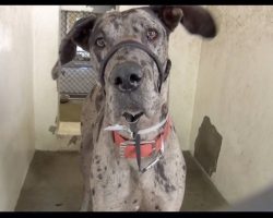Great Dane Pup Mercilessly Surrendered To Kill Shelter, Cries Before He Sleeps