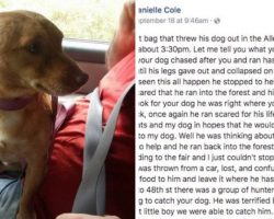 He Was Thrown From The Car, Then Ran After His Master Til His Legs Gave Out & Collapsed