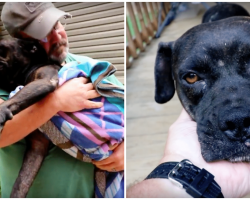 Hurt Dog Finds House In The Middle Of Nowhere To Discover The 1 Man Who Can Help