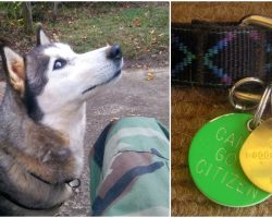 Man calls info on lost dog’s tag to hear they weren’t looking for her and didn’t care