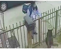 Home security camera catches postal carrier pepper spraying innocent Husky in face