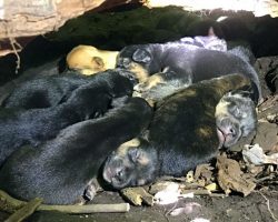 Despite Her Broken Leg, Mama Dog Carried All 13 Pups To The Safest Hiding Spot