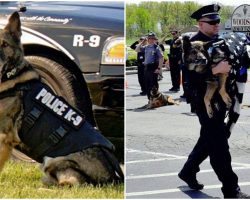 Officers Salute Fellow K-9 As He Took His ‘Final Walk’ Before Being Put To Rest