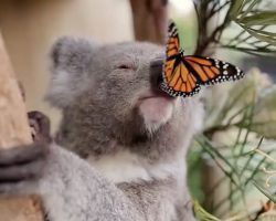 Koala Photoshoot Adorably Interrupted By Friendly Butterfly