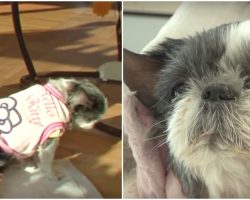 Heartsick Dog Turns Her Back When Her Name’s Called, Has 1 Wish Before She Dies
