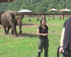 Woman’s Giving An Interview When An Elephant Sneaks Up From Behind