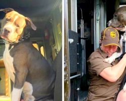 Pit Bull Sobs Like A Baby After Mom’s Death, Begs UPS Driver To Give Him A Home