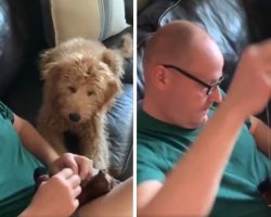 Nervous Dog Watches Intently As Dad Tries To Save Stuffed Toy’s Life