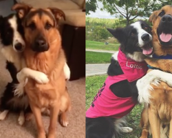 Lottie The Border Collie Can’t Stop Hugging Her Best Friend