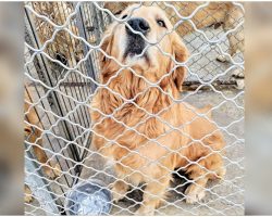 Golden At Meat Farm Sat With Intense Sorrow In Her Eyes, Pleading For Liberation