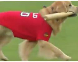 Baseball team trains Golden Retriever to be their new adorable batboy