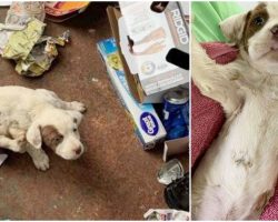 His gut tells him to look inside receptacle, Sees tiny wounded pup looking up at him