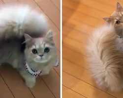 Delightful Brand-New Breed Of Cat Grows Up To Look Like A Cute Overgrown Squirrel