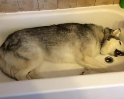 Mom Pulls Back Shower Curtain To Find Husky In Tub, Video Is Hysterical