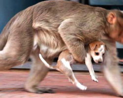 Monkey Snatches Puppy Right Off The Street, And People Are Left Fearing The Worst