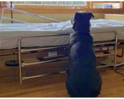 Heartbroken Dog Has No One, Waits Faithfully For Deceased Owner To Return Home