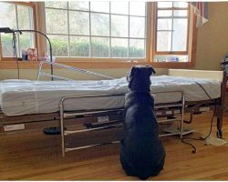 He Sat At Empty Hospital Bed, Waiting For His Dead Owner Who’d Never Come Back