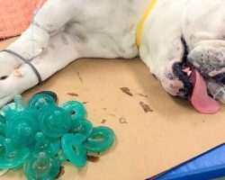 Dog Nearly Dies After Swallowing 19 Baby Pacifiers, Families Warned To Be Alert