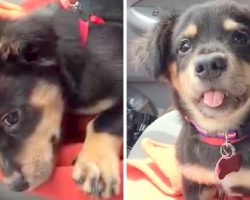 He Is Refused A Place On Mom’s Lap, So He Hits Back With Sassy Temper Tantrum