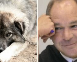Judge is sick of animal abusers, decides to punish them with a taste of their own medicine
