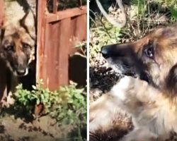 On a desolate road they saw a nose poking out of an old gate, asking for help