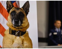 Military Airmen Gather For Touching Tribute To Dog Who Saved Their Lives