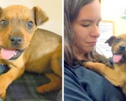 They Broke His Jaw And Threw Him Out Of A Moving Car, But He Still Gives Kisses