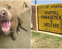 Owner Surrendered Pregnant Pit Bull, Then Shelter Euthanized Her While She Was In Labor
