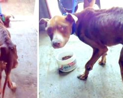 Owners “Forgot To Feed” Him, Now He Thinks Someone Will Hit Him If He Eats Food