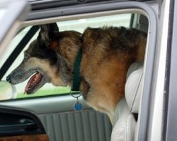 Pennsylvania Authorities Can Break Into Cars To Rescue Dogs, Cats