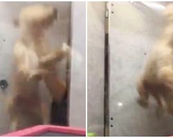 Pet Store Employee Fired After Video Shows Puppies Being Roughly Thrown Into Cage