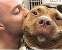 Pit Bull Can’t Stop Smiling After Being Rescued. These Photos Say It All