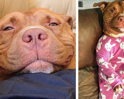 Pit Bull Hasn’t Stopped Smiling Since The Day He Got His Forever Home
