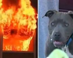 Fire burns house with baby inside, then mom spots pit bull dragging baby out by her diaper